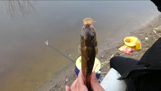 冬季下雨天釣魚原來魚口這麼好 看完原因你也一樣會選擇雨天作釣 小劉釣魚方程式