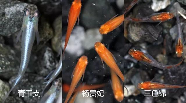 18種懶人魚 有水就能活 好看又好養 金魚的王者