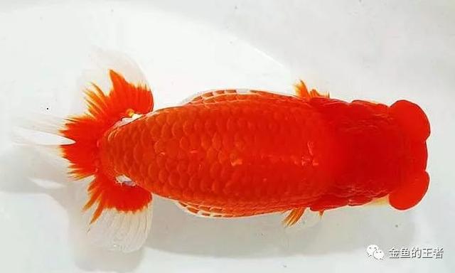 漫談日本金魚的經典品種 金魚的王者 金魚的王者