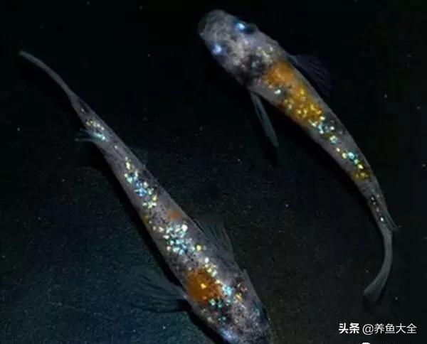 十大適合家養的冷水觀賞魚 最好養的冷水魚排行榜 養魚大全