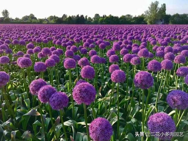 50種 藍紫色系植物 美艷了夏日 值得收藏 二花小多肉園藝