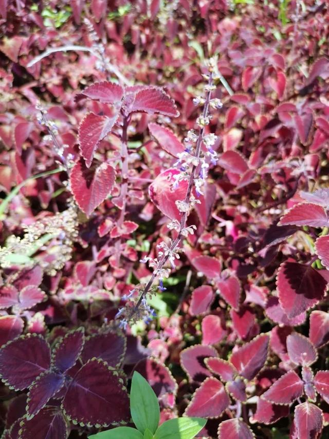 彩色葉子的錦紫蘇 看多久都不膩的觀葉植物 養好了也可以開花 養花交流